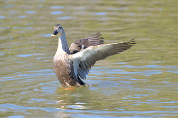 カモのホバリング、アップ