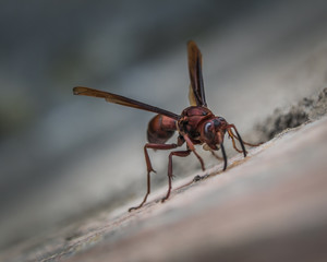 Close up of Red Paper Wasp on a wood