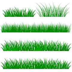 Green grass illustration isolated white background. Vector Illustration .