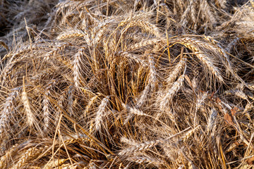 Ripe ears of wheat close-up. Harvest holiday symbol.