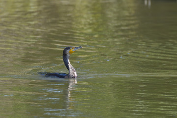 まだ若い鵜の横顔