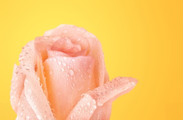 Fototapeta premium Rose.