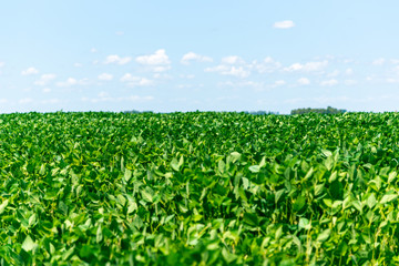 Fototapeta na wymiar Soybean crop under grain filling stage and blue sky in the background