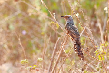 bird on a branch