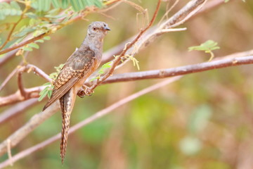 bird on a branch