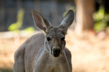 kangaroo in zoo
