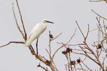egret on branch