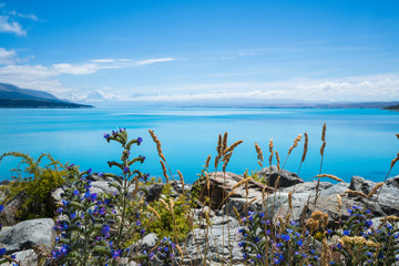 뉴질랜드 푸른하늘과 아름다운 호주와 빙산과 야생화