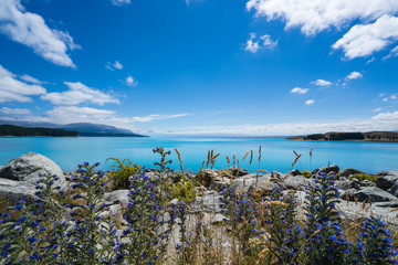 뉴질랜드 푸른하늘과 아름다운 호주와 빙산과 야생화