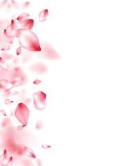 Pink sakura flower flying petals isolated on white vector background.