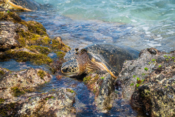 SeaTurtle 