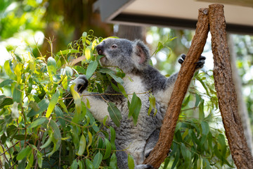 호주 유칼리투스 잎을 먹는 귀여운 코알라