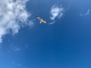 Naklejka na ściany i meble kite in the blue sky