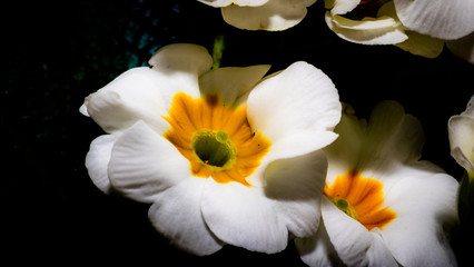  White primrose flowers with yellow hearts on a dark background