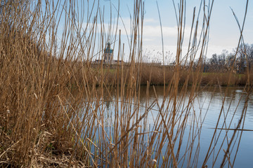 reeds in the lake