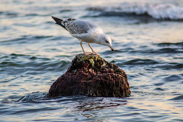 Curious seagull sitting on a cliff in the sea, waves in the sea, bird on the beach, outdoors