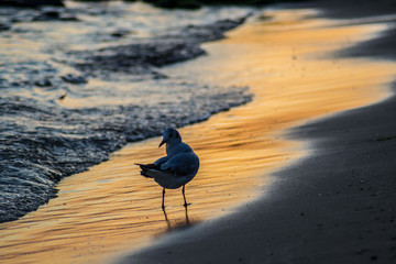 Beautiful young seagull on the beach, sunset and colorful waters, bird walking on the beach, sea waves hitting the shore