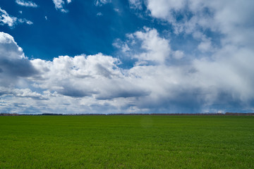 Image of a field of young wheat.