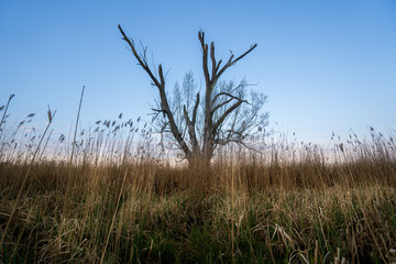 dead tree in the field