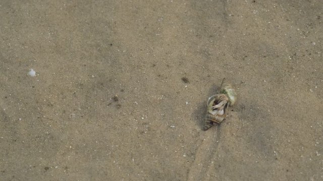 Hermit crab walking on beach for change crust shell in summer thailand