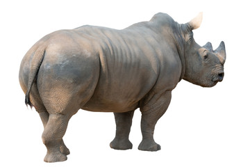 Obraz premium white rhinoceros isolated