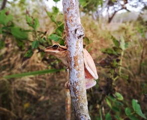 woodpecker on tree