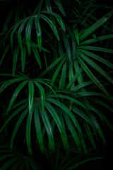 Obraz na płótnie Canvas green leaf on black background