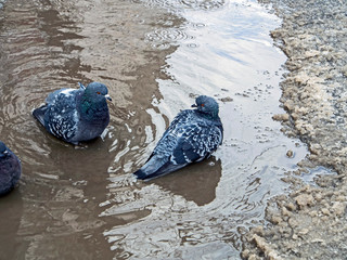 pigeons bathe in a spring puddle that has melted in the snow