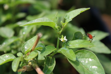 green leaves of chilly plant