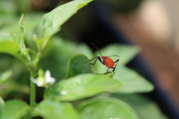 Spotted a tiny Red Ladybug