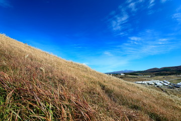 억새가 보이는 아름다운 가을 풍경