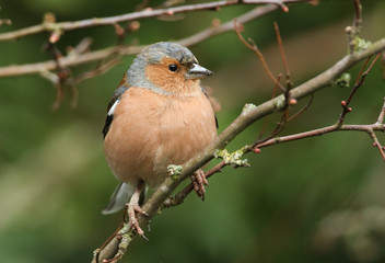 A pretty male Chaffinch, Fringilla coelebs, perching on a branch of a Hawthorn tree in winter. 
