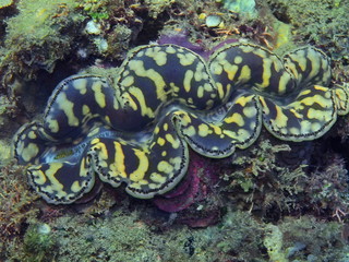 The amazing and mysterious underwater world of Indonesia, North Sulawesi, Manado, clam