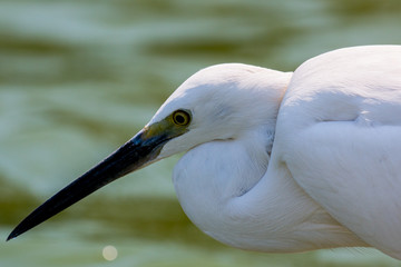 little egret (egretta garzetta), Thailand