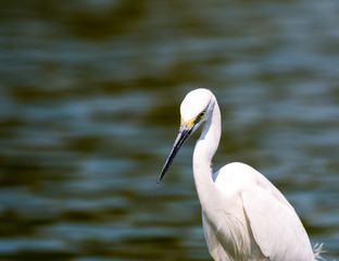 little egret (egretta garzetta), Thailand