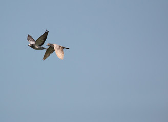 Wood pigeon, columba palumbus, two birds in flight