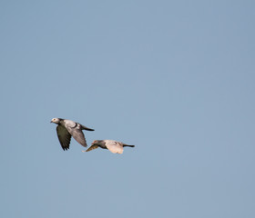 Wood pigeon, columba palumbus, two birds in flight