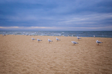 Fototapeta na wymiar Group of seagulls on the beach at sunset