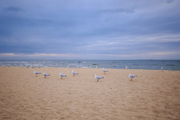 Hungry seagulls on the beach at Brighton, Victoria Australia 