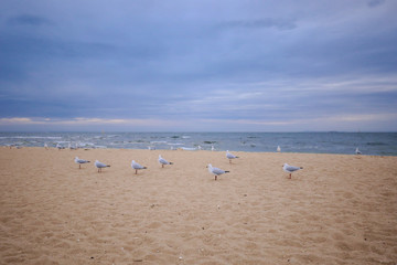 Fototapeta na wymiar Hungry seagulls on the beach at Brighton, Victoria Australia 