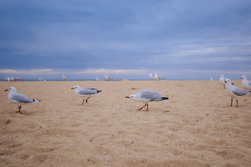 Fototapeta na wymiar Hungry seagulls on the beach at Brighton, Victoria Australia 