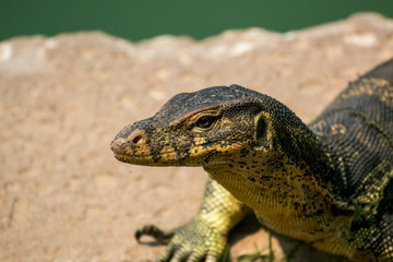 Monitor lizard (Varanus salvator) live in Lumpini park, Bangkok