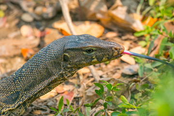 Monitor lizard (Varanus salvator) live in Lumpini park, Bangkok