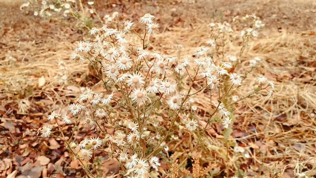 Little ironweed or cyanthillium cinereum with wind