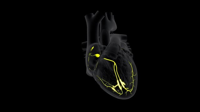 A and AV Node Signals in the Heart