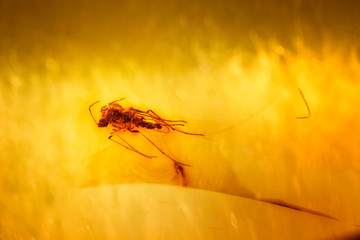 Macro view of a mosquito in amber.