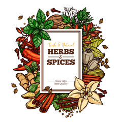 Sketch vector design templates with herbs and spices, hand drawn colorful illustration of ginger, rosemary, mint, vanilla, cinnamon, chili pepper. Background and poster with botanical ingredients