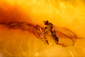 Macro view of a fly in amber.