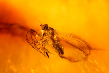 Macro view of a fly in amber.