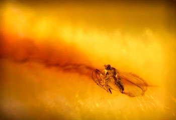 Macro view of a fly in amber.